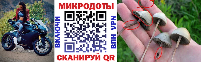 где можно купить   Зима  Галлюциногенные грибы мицелий 